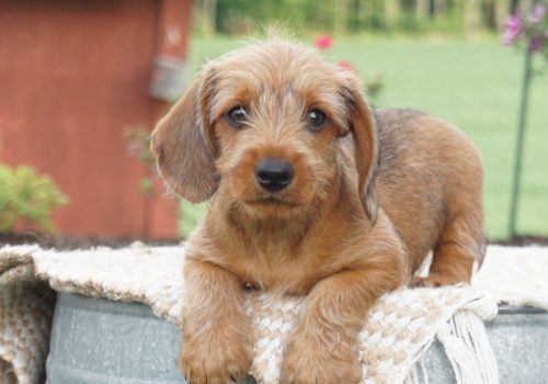 dachshund-puppies_6